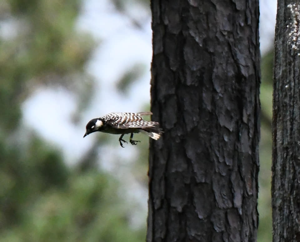 An image of a woodpecker flying down from a tree