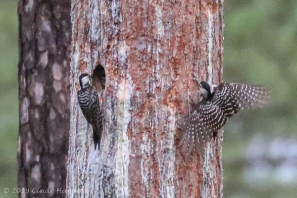 An image of the red cockaded woodpecker fledglings emerging from their nesting cavity