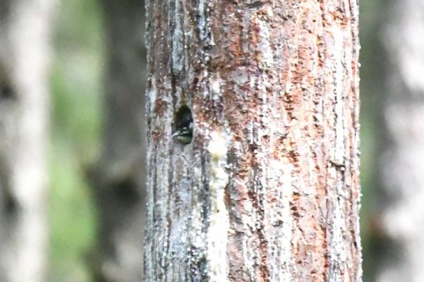 An image of a red cockaded woodpecker in its nesting cavity