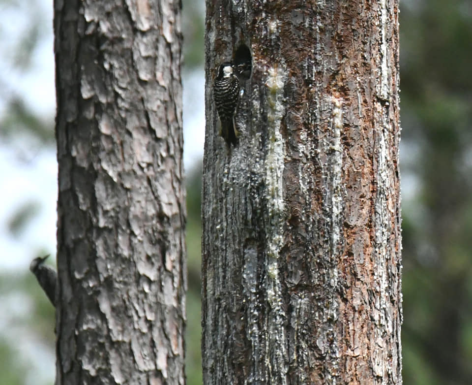 An image of a red cockaded woodpecker near its nesting cavity