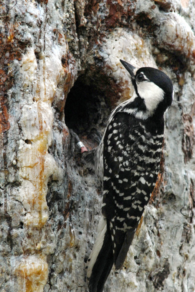 Red Cockaded Woodpecker Virginia Dwr