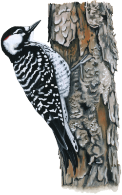 An artistic image of a red-cockaded woodpecker standing on a pine tree; this bird has a black back with white markings and a white belly with black markings; it has a white patch around it's ear, eyes and beak and a small red patch atop the ear with the remainder of it's head being black. 