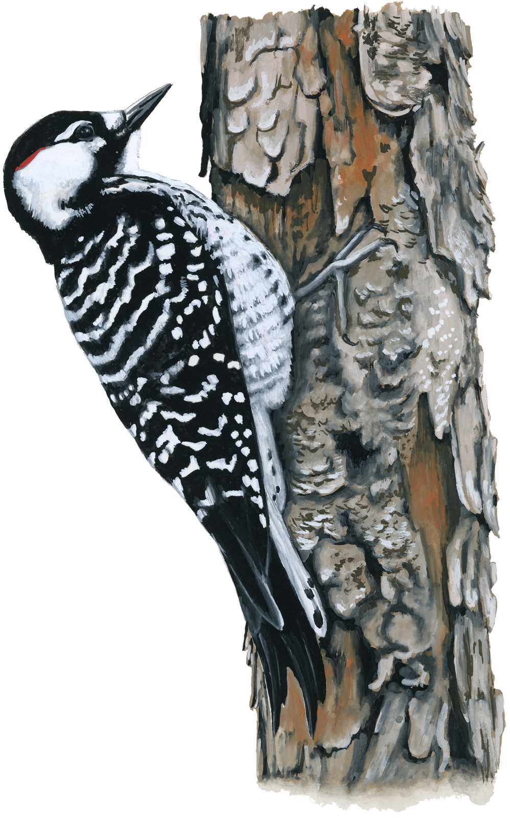 Red-cockaded Woodpecker | Virginia DWR