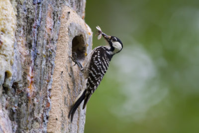 Red cockaded woodpecker at nesting cavity with food