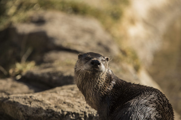 An image of a river otter looking at a camera