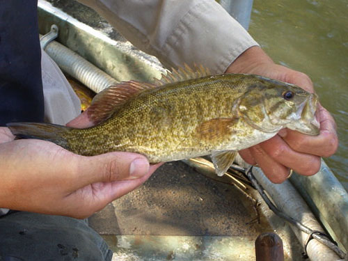 An image of a smallmouth bass with a healed lesion