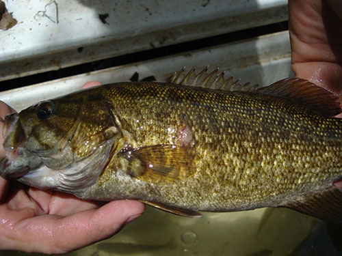 An image of a smallmouth bass with a lesion