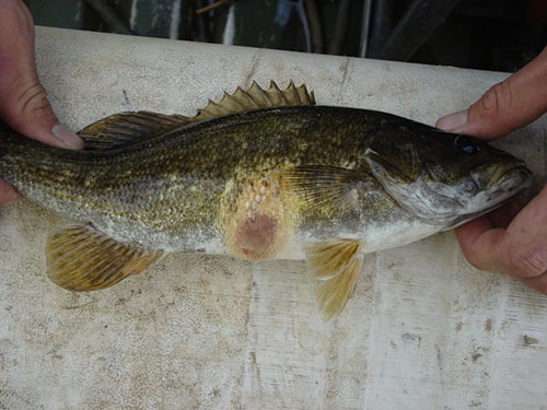 An image of a smallmouth bass with a lesion which has grown moldy