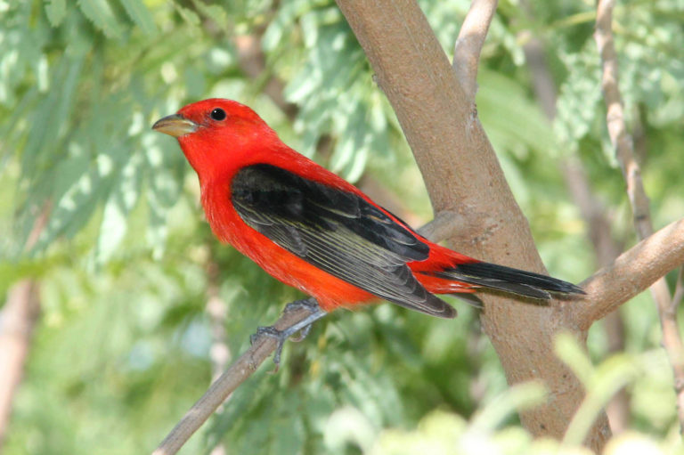 A scarlet tanager in a tree