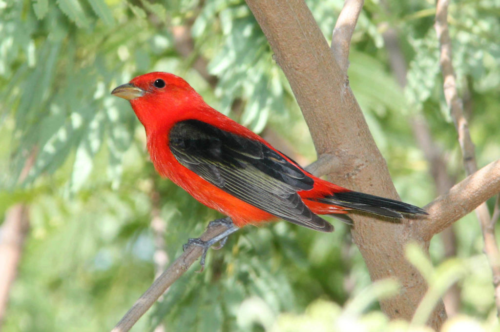 An image of a scarlet tanager; a red bird with black wings