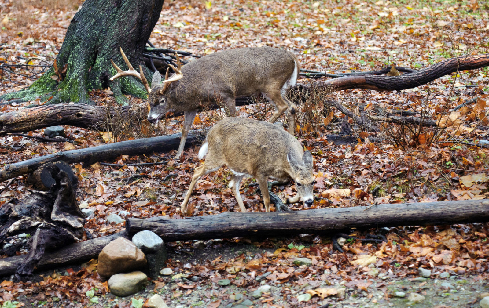 An image of two white tailed deer; a doe and a buck in the research pen