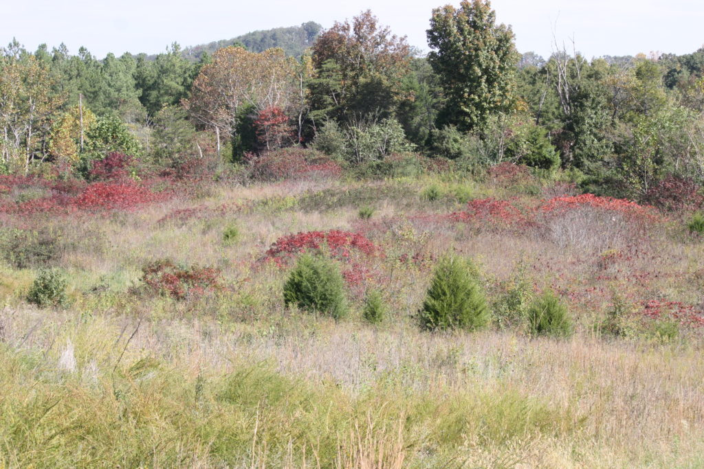Thickets, weeds and brush, such as the winged and staghorn sumacs and other native shrubs in this old field, provide excellent fall and winter shelter for songbirds. 