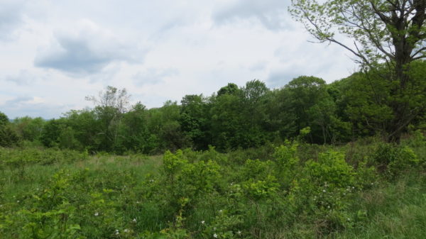 An image of a thicket bordering a forest; ideal golden winged warbler habitat