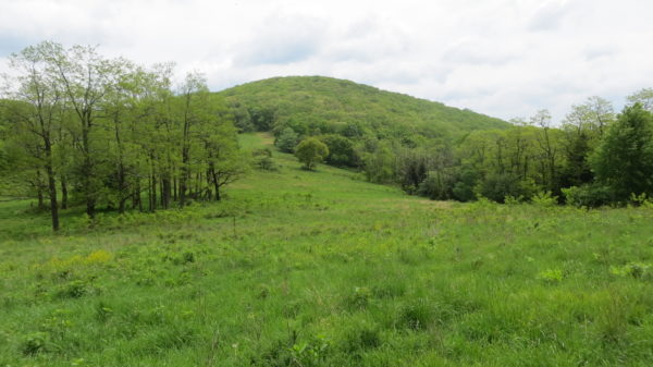 An image of a wooded meadow that is undergoing habitat restoration at Highland WMA