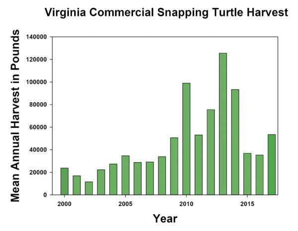 A graph showing how the new harvest regulations are leading to the turtle populations recovering and the mean harvest of turtle meats in pounds increasing