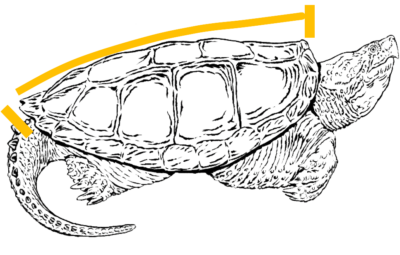 An image of how the carapace or shell of a snapping turtle is measured; it is from the ridgeline at the neck to the ridgeline of the tail.