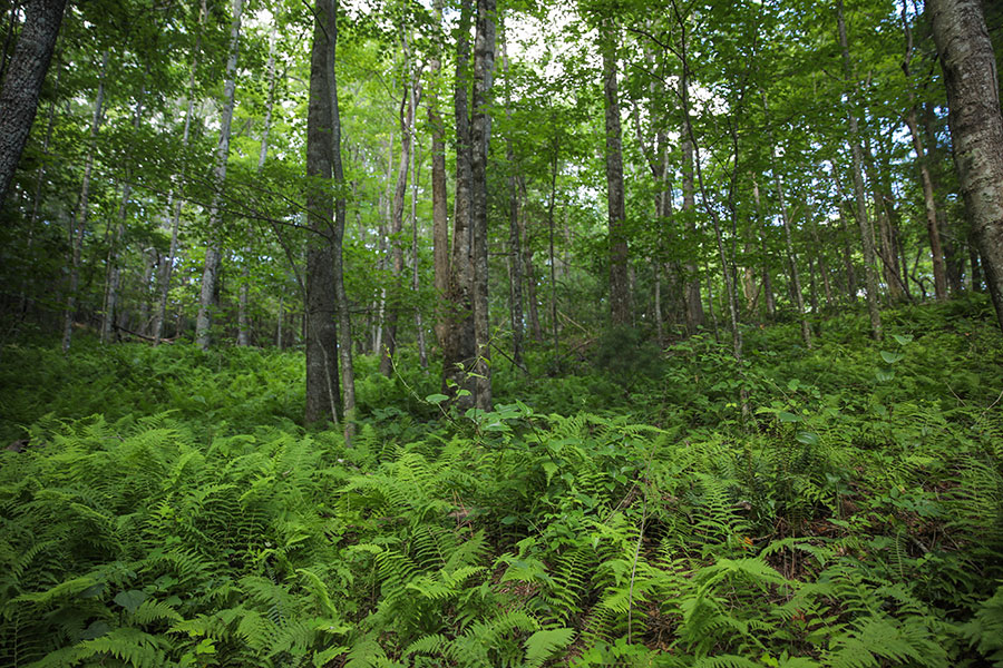 Stewarts creek WMA is a mixed deciduous forest with a thick fern understory