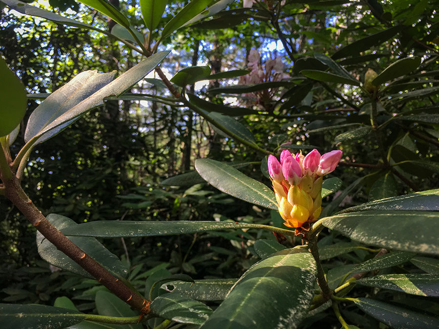 An wild pink rhododendron which is common at Stewarts Creek WMA 