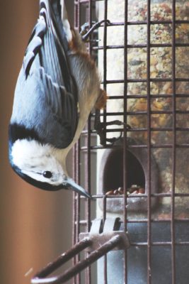 An image of a white breasted nuthatch looking upside down at a feeder; these bird perch with their heads facing the ground when searching for food, they have a white belly and head with a black cap and tail; they also possess a grey back and wings.