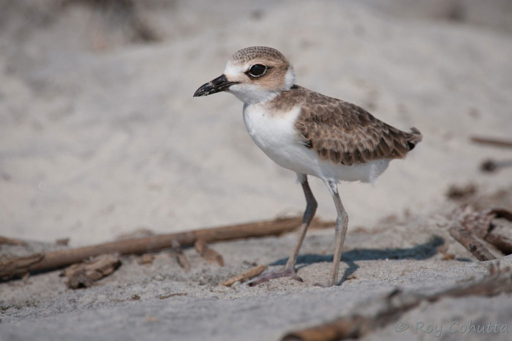 A image of a Wilson's plover a small brown bird with a white belly