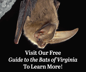 Visit our Free Guide to the Bats of Virginia to Learn More!