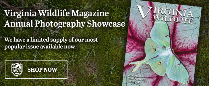 Order a copy of the Virginia Wildlife Magazine Annual Photography Showcase issue.