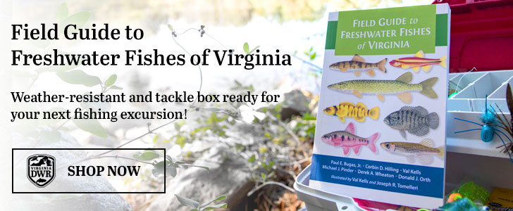 Get the Guide to Freshwater Fishes of Virginia on sale at ShopDWR!