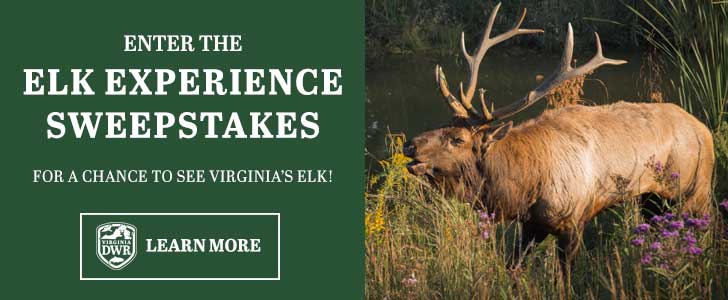 Enter to win a chance to see Virginia's elk!