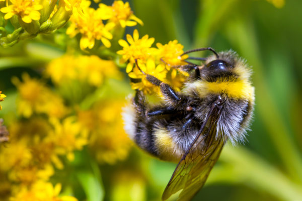 An image of a rusty patched bumble bee on a yellow flower