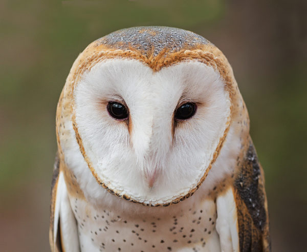 An image of the common Barn Owl with its distinctive heart shaped white face
