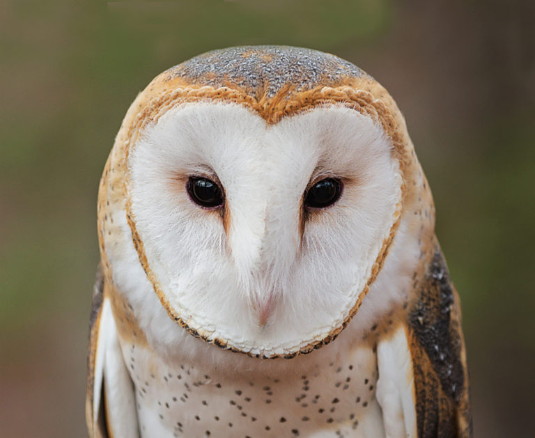 Virginia’s Most Mysterious Birds Virginia DWR