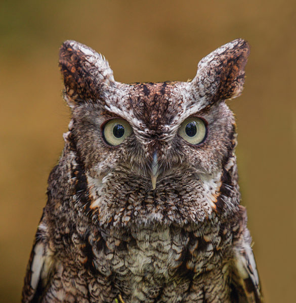 An image of the head of an Eastern Screech Owl with its ear-like feathers atop it's head and a face which matches it's other feathers in color
