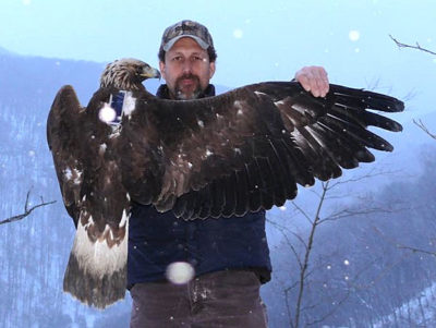 An image of a biologist holding a two year old golden eagle which has a tracker placed upon it; this image was taken atop Clinch Mountain in the snow.