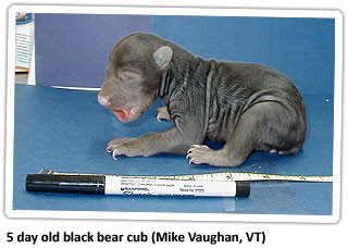 black-bear-cub