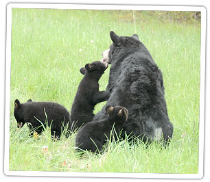 black-bear-with-cubs