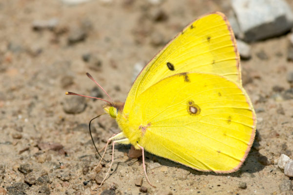 Clouded sulphur butterfly collecting minerals from the dirt