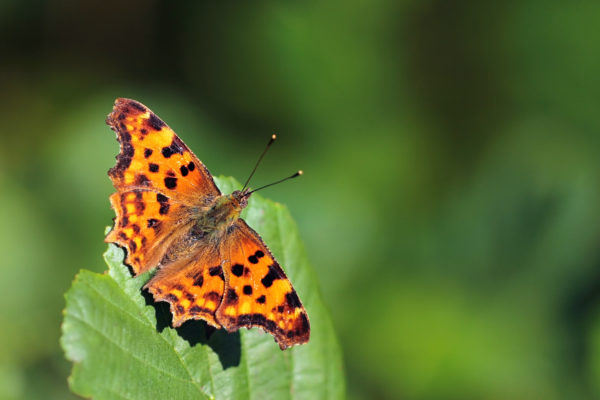 Comma butterfly on a plant