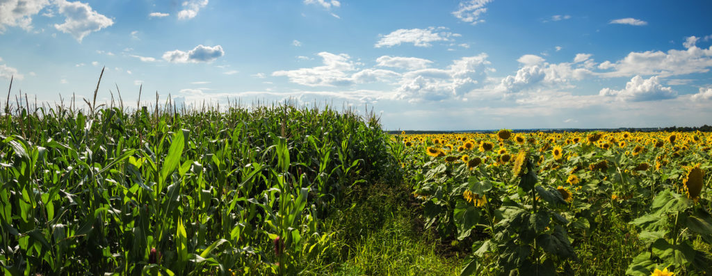An image of a corn and sunflower field