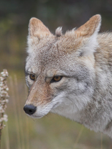 An image of a coyote