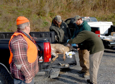 Deer Carcass Handling | Virginia DWR