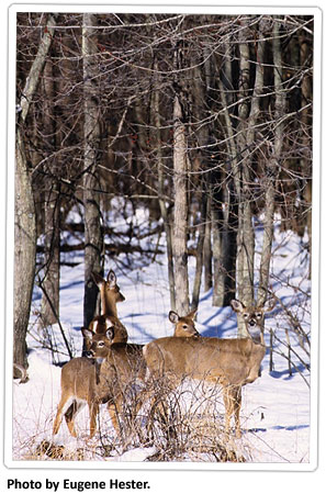 deer-in-the-snow