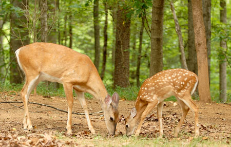 Doe and Fawn