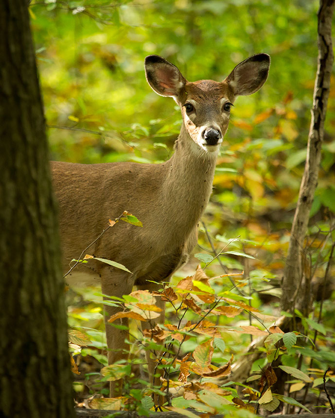 An image of a white tailed deer looking out from behind a tree