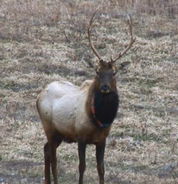 An image of an adult elk wearing a GPS collar which allows VDGIF staff to track their movements.