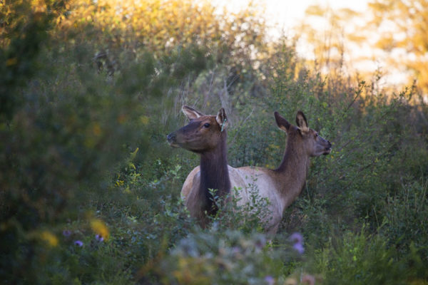 Restore The Wild Membership