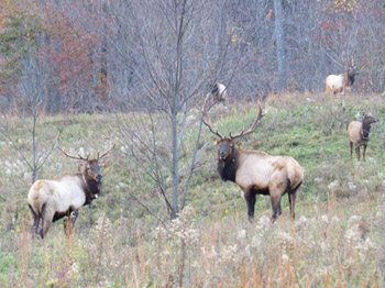 An image of an elk herd in a deciduous forest; with a note that feeding them can cause overpopulation in an area