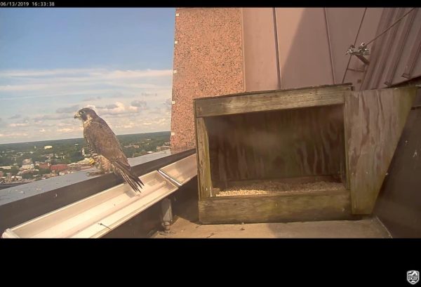 Male peregrine falcon perched on building parapet