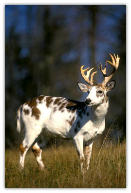 Nasal Bots Qdma 2  National Deer Association