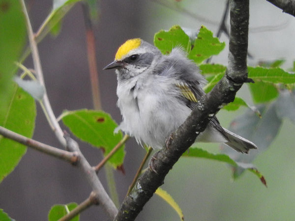 An image of Golden-winged Warbler