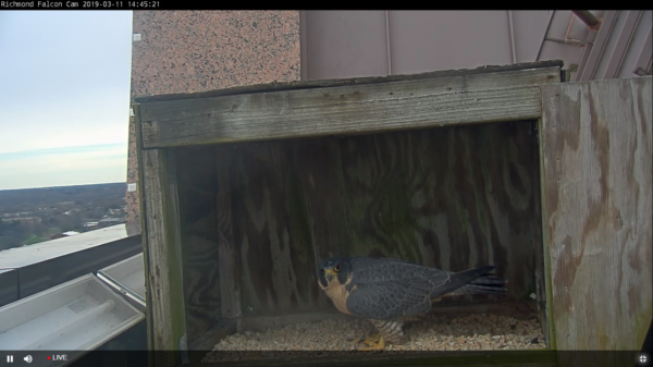An image of a female peregrine falcon visiting the nesting box site.